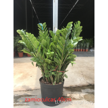 Zamioculcas zamiifolia sa mas mababang presyo